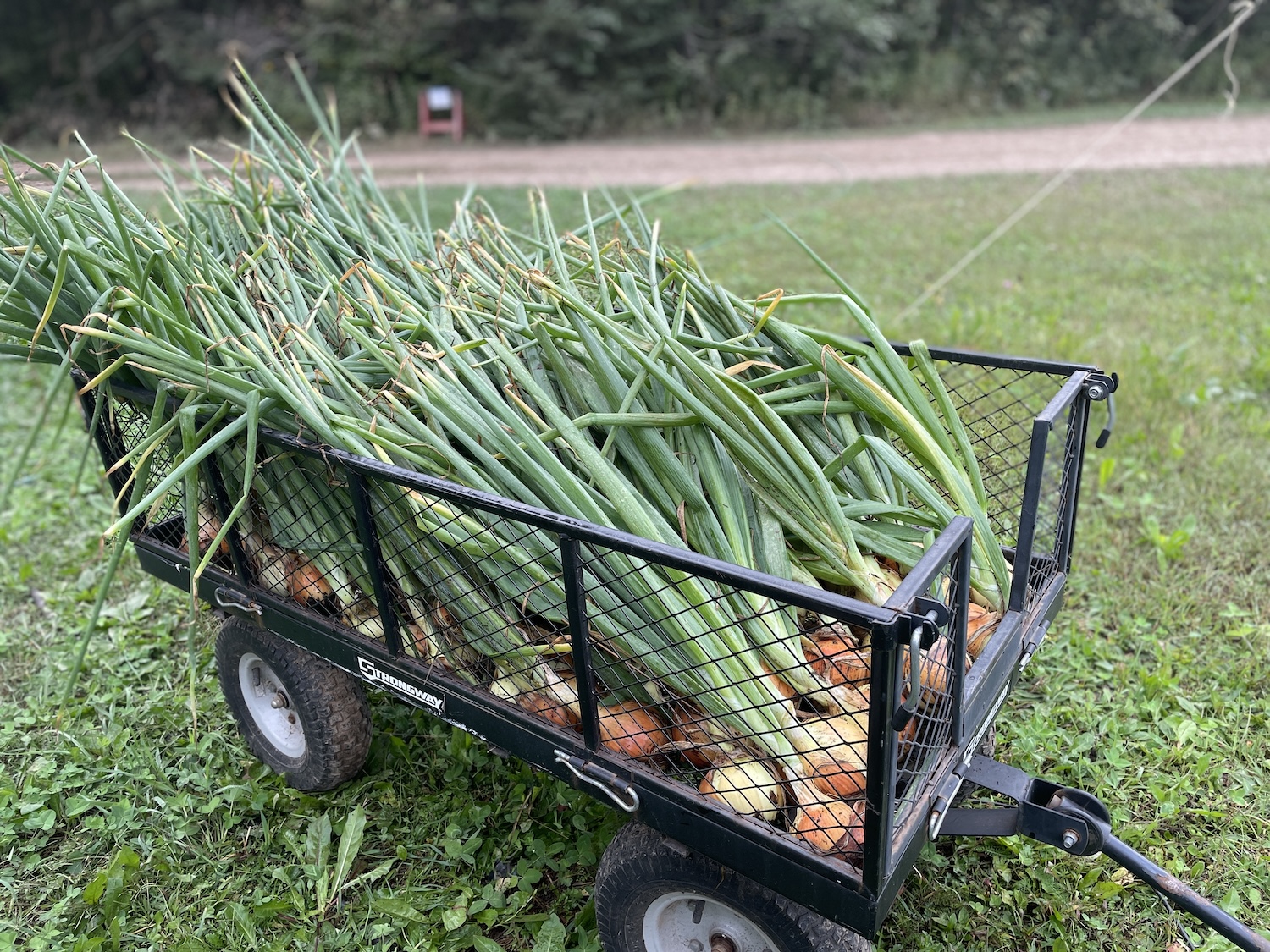 A large amount of onions, freshly harvested, placed in a black wagon