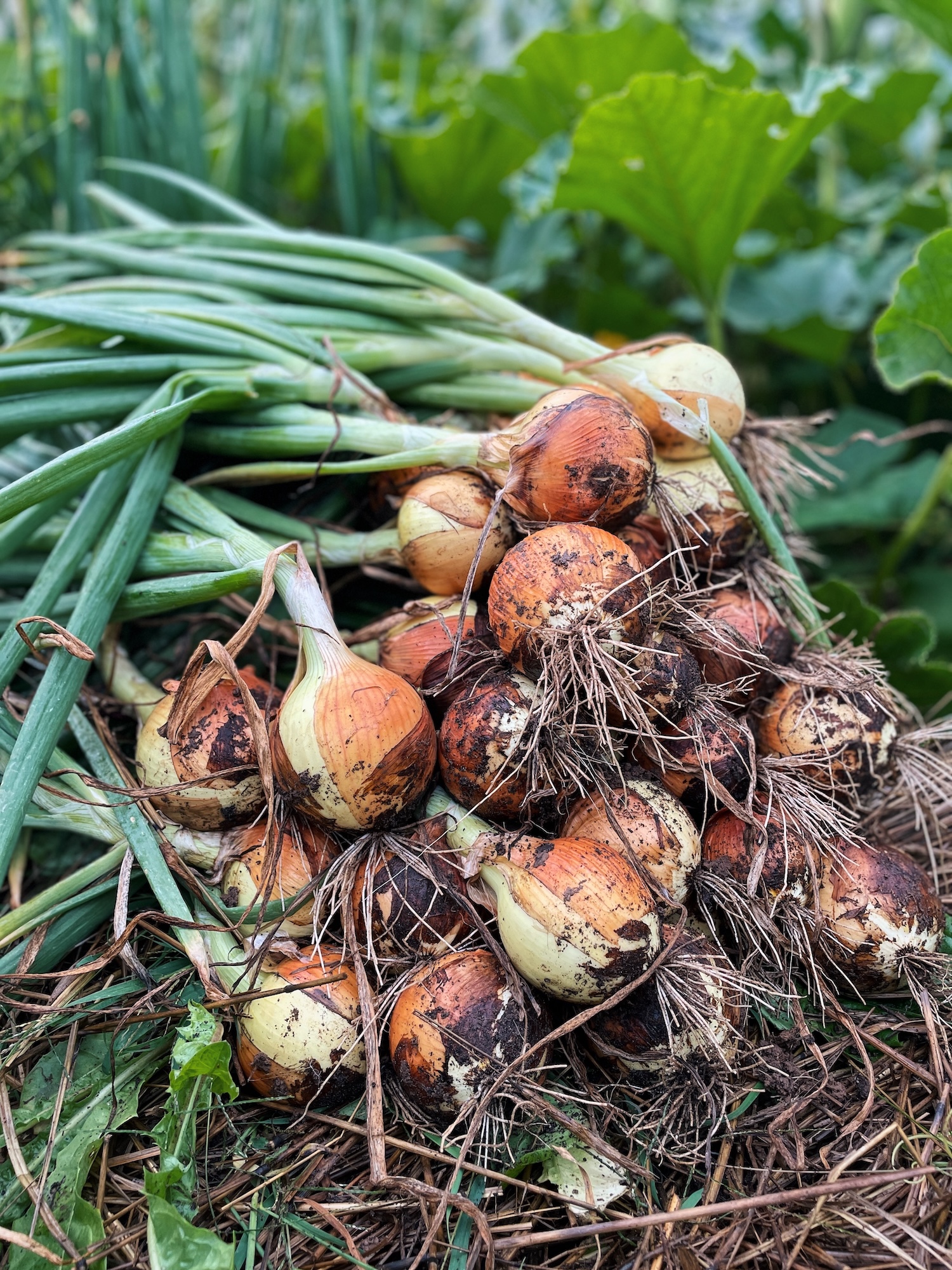 A huge pile of freshly harvested onions laying in the garden