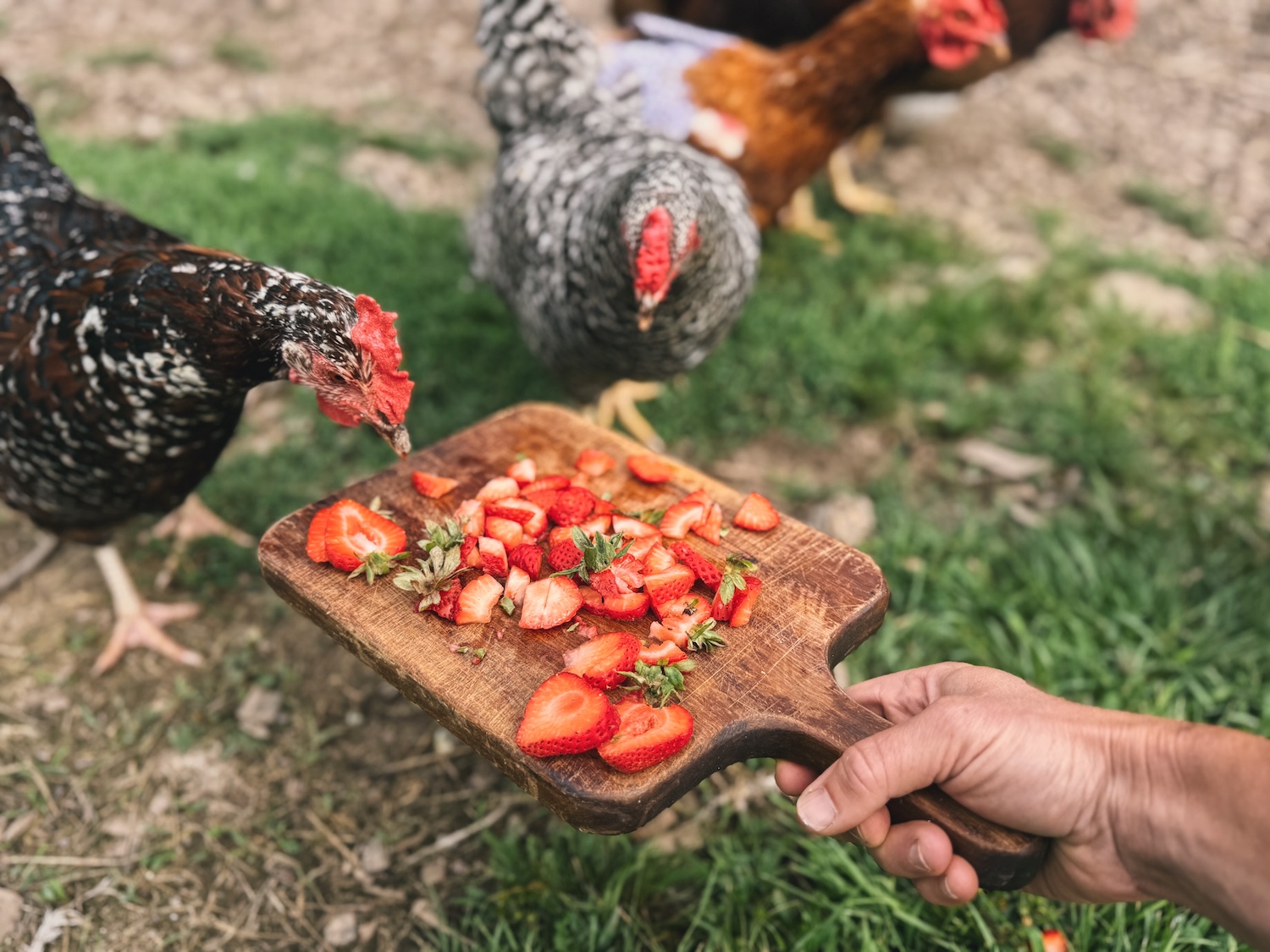 Can Chickens Eat Strawberries? What About The Stem? Can Chickens Eat Strawberries? What About The Stem?
