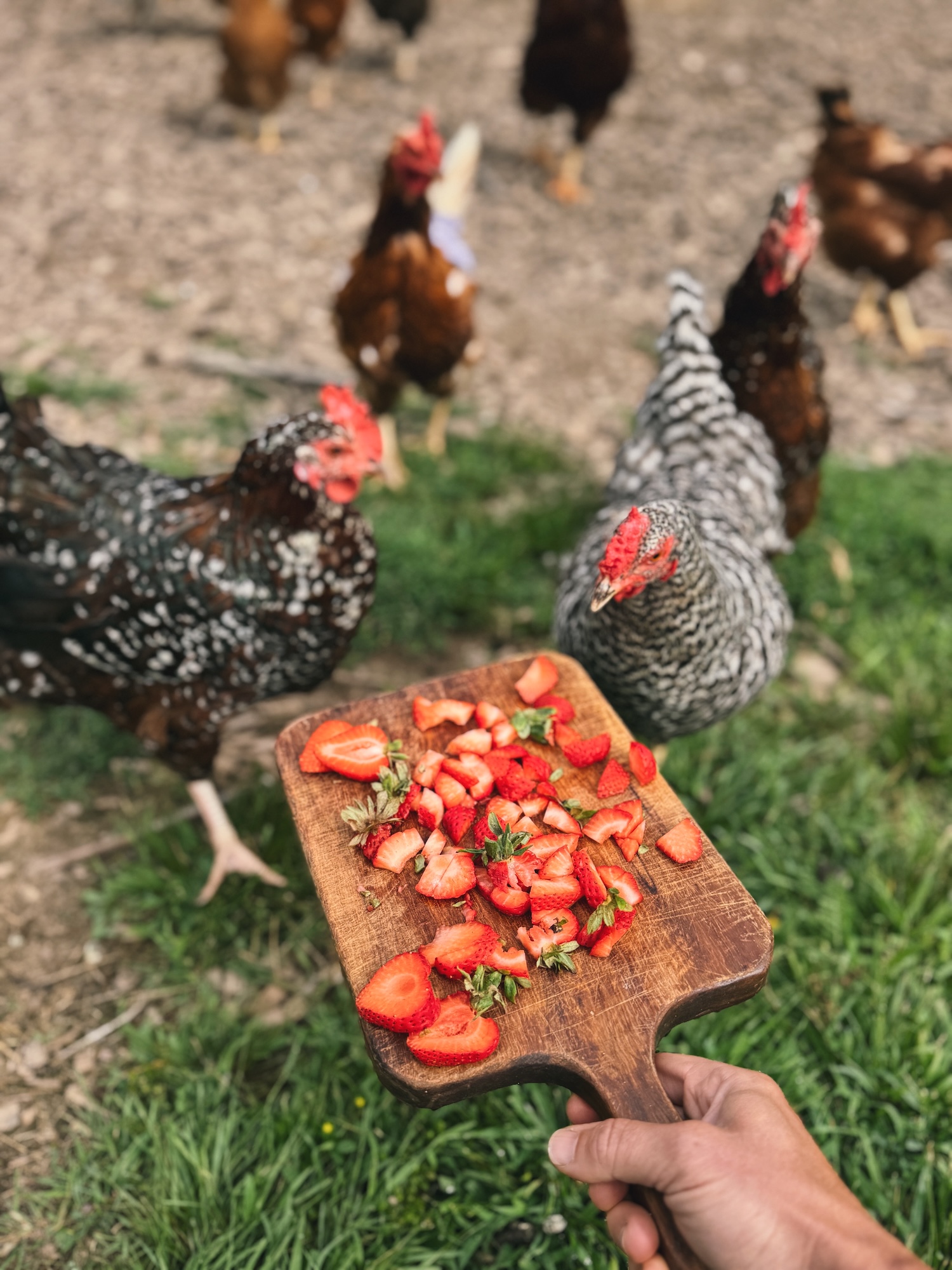 A wooden cutting board is filled with sliced strawberries and held out to chickens to eat