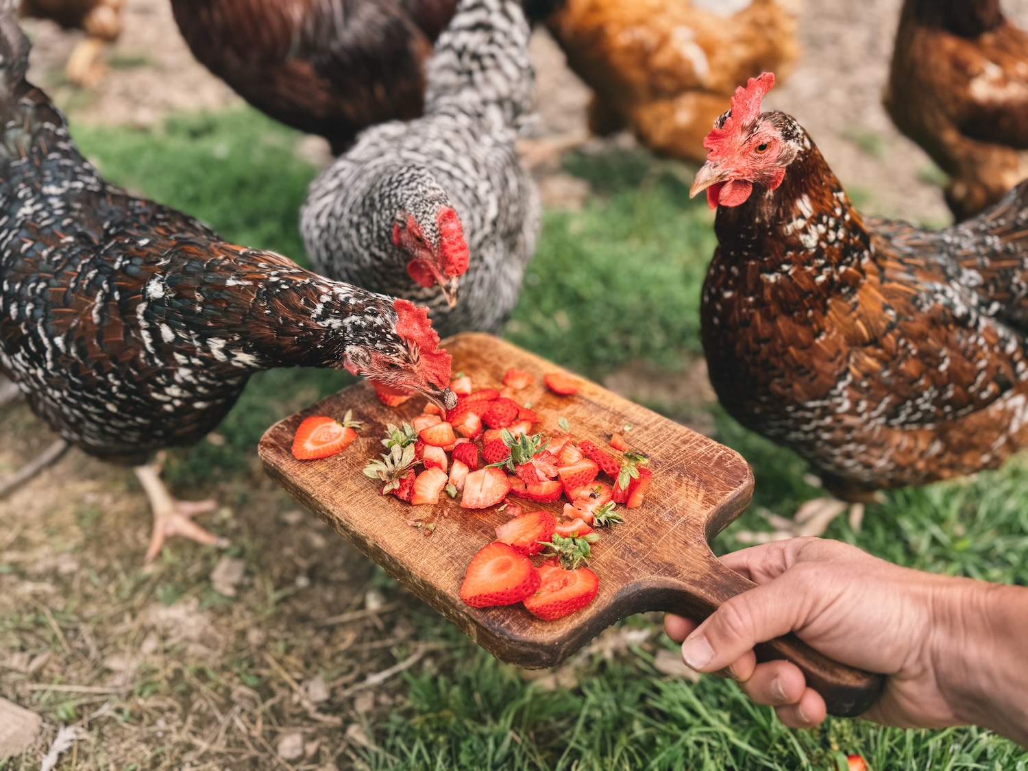 Chickens surrounding a wooden platter filled with chopped strawberries, a few chickens are eating them