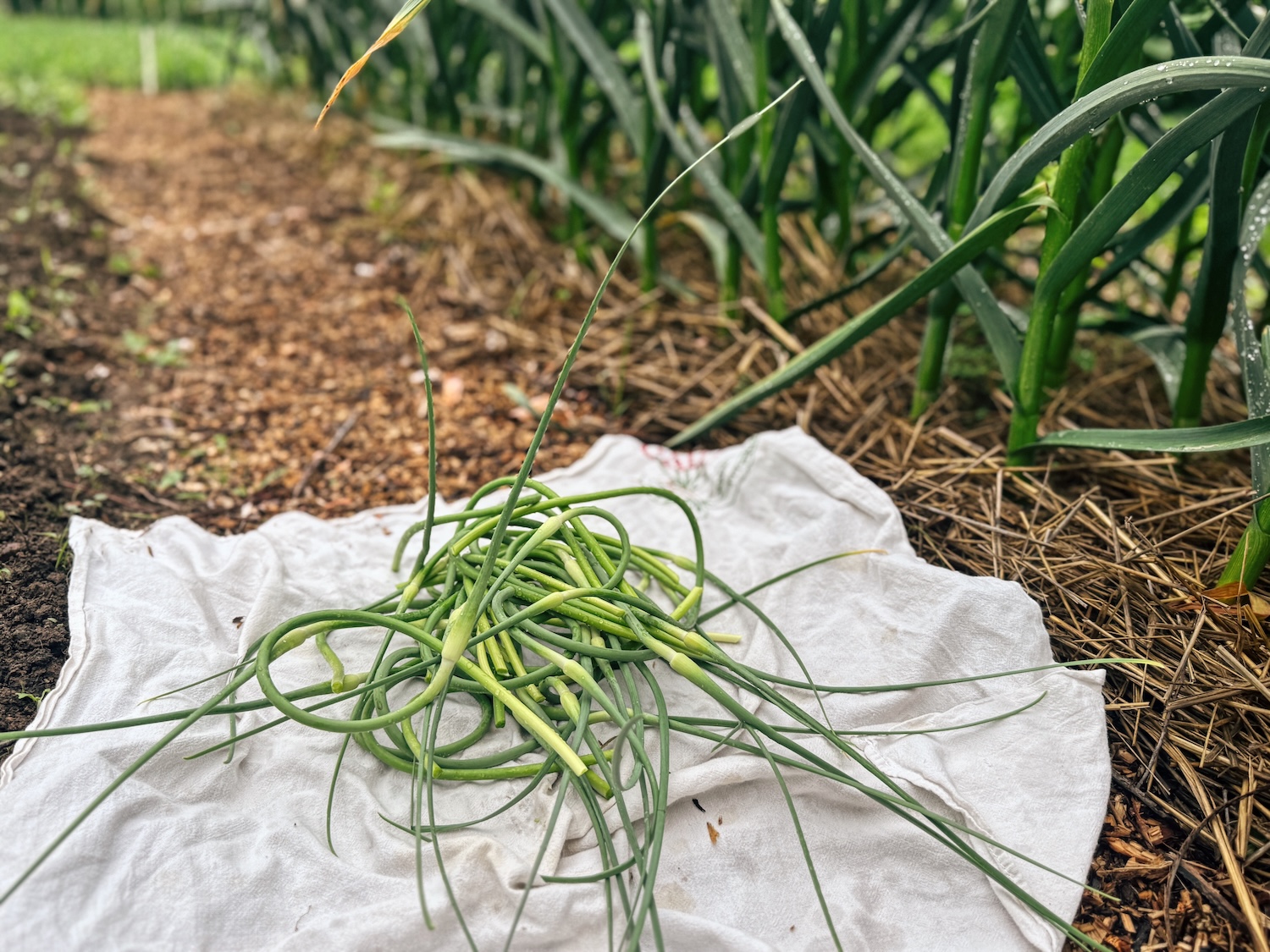 A bunch of freshly picked garlic scapes are laying on a tea towel on a walking path in a garden