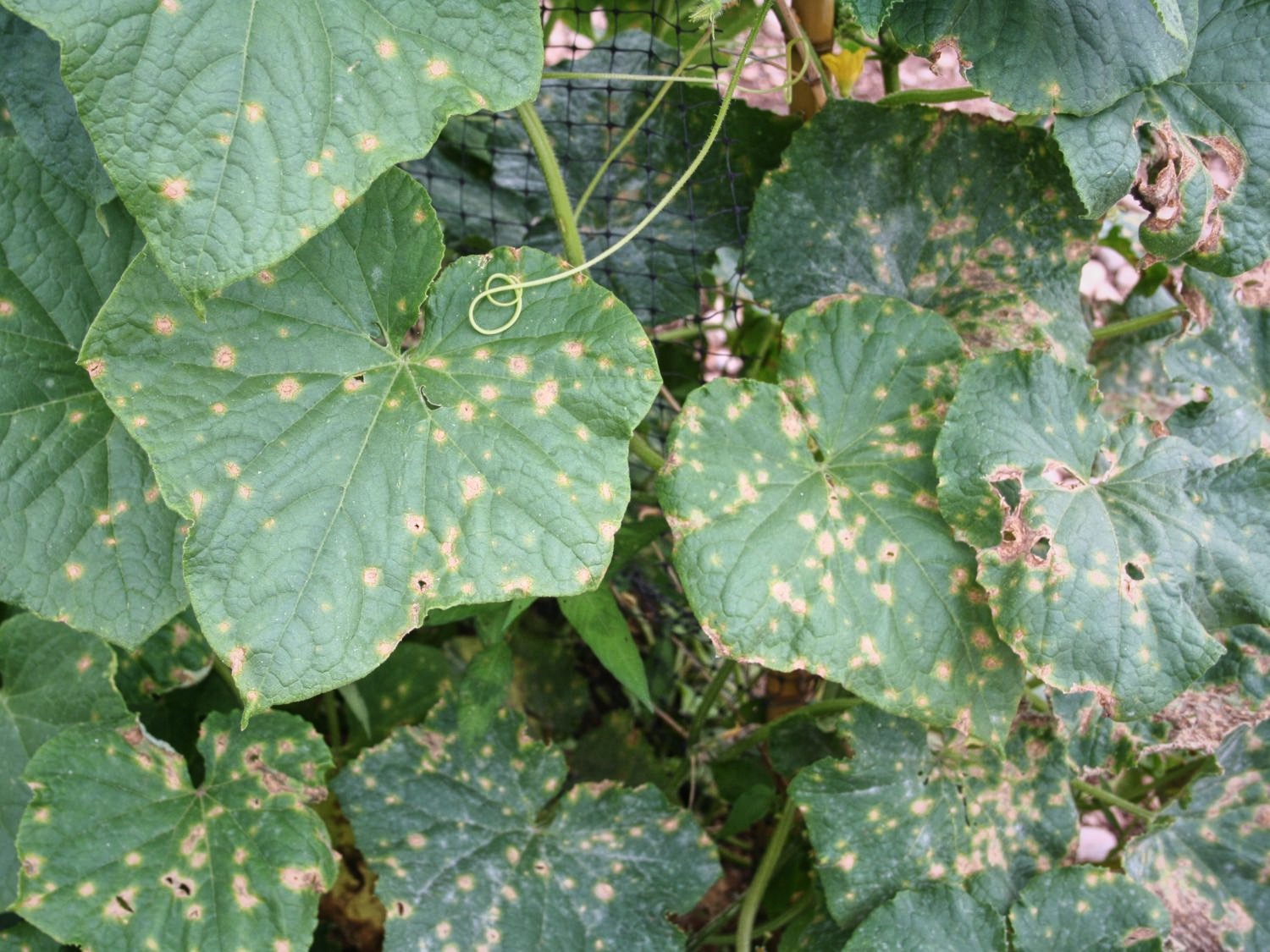 A photo of cucumber leaves that have yellow diseased spots on them