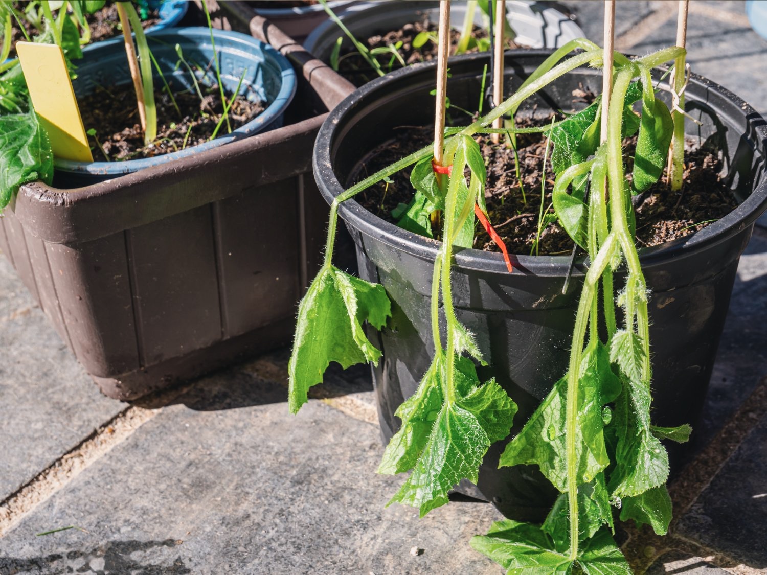 A wilted cucumber plant from frost damage
