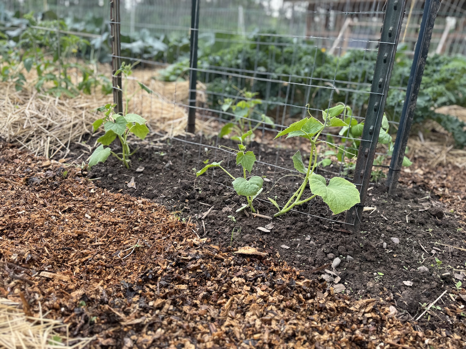Newly transplanted cucumber seedlings in the garden with a trellis