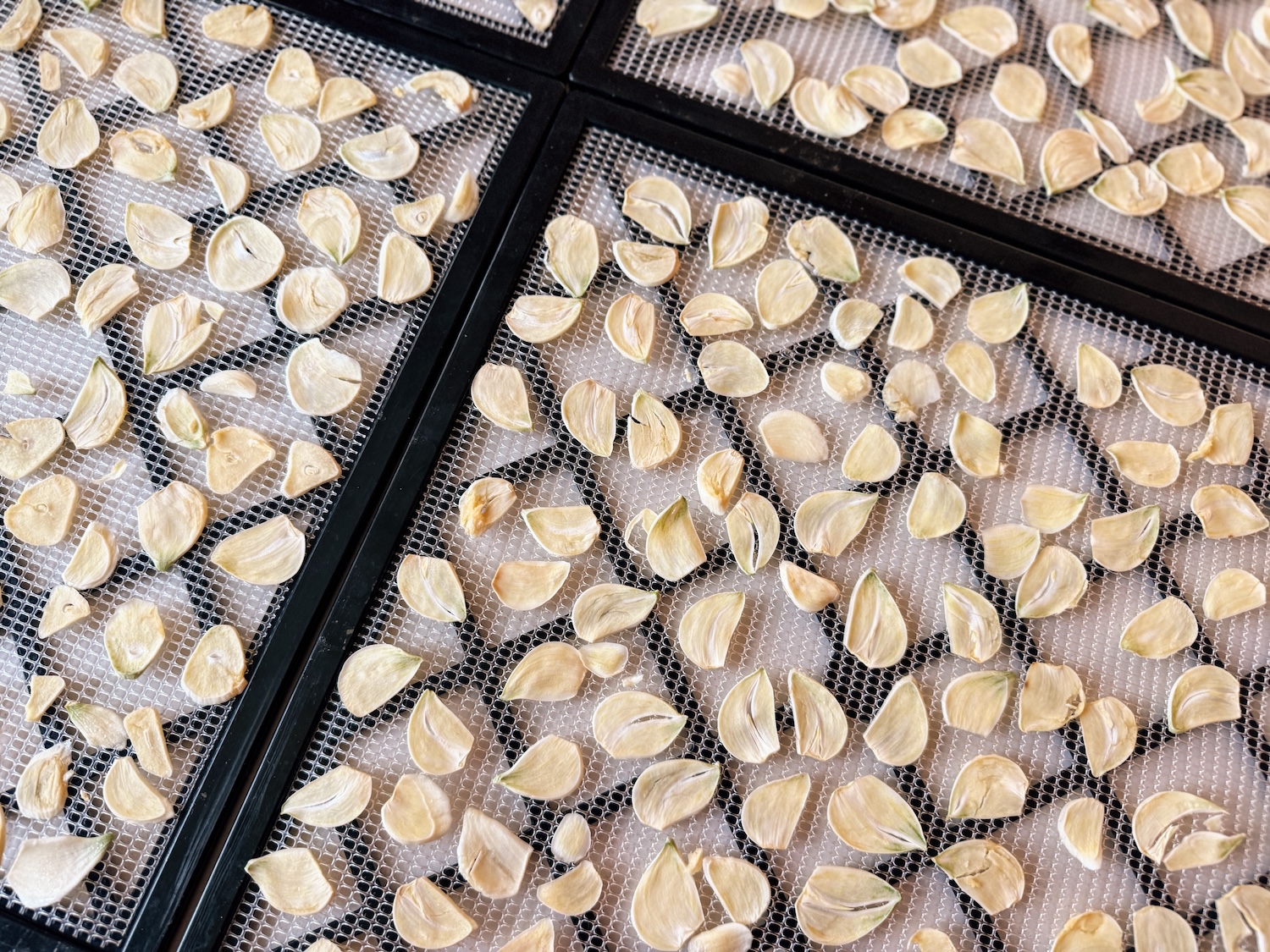 Sliced and dehydrate garlic spread out evenly on dehydrator trays