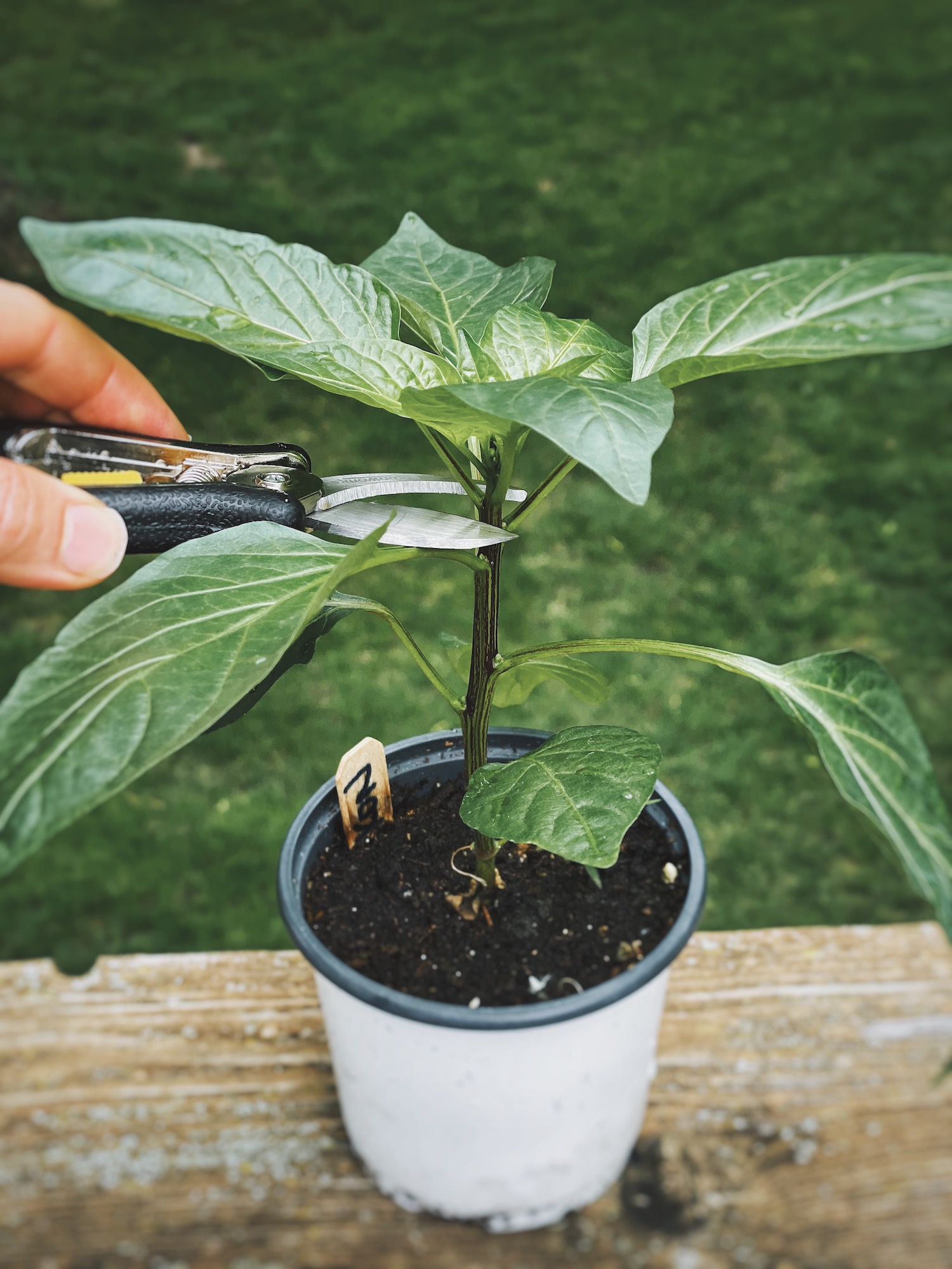A close up photo of a pepper plant with pruners getting ready to snip off the top of the plant for topping