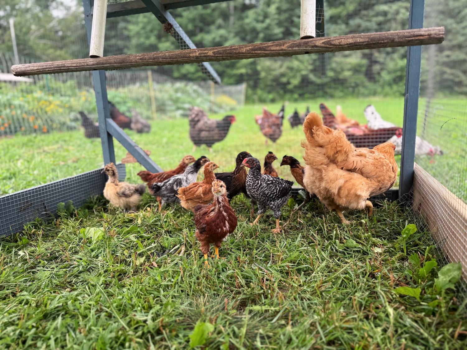 Chicks with a broody mama hen are inside a chicken tractor while adult chickens are free ranging outside