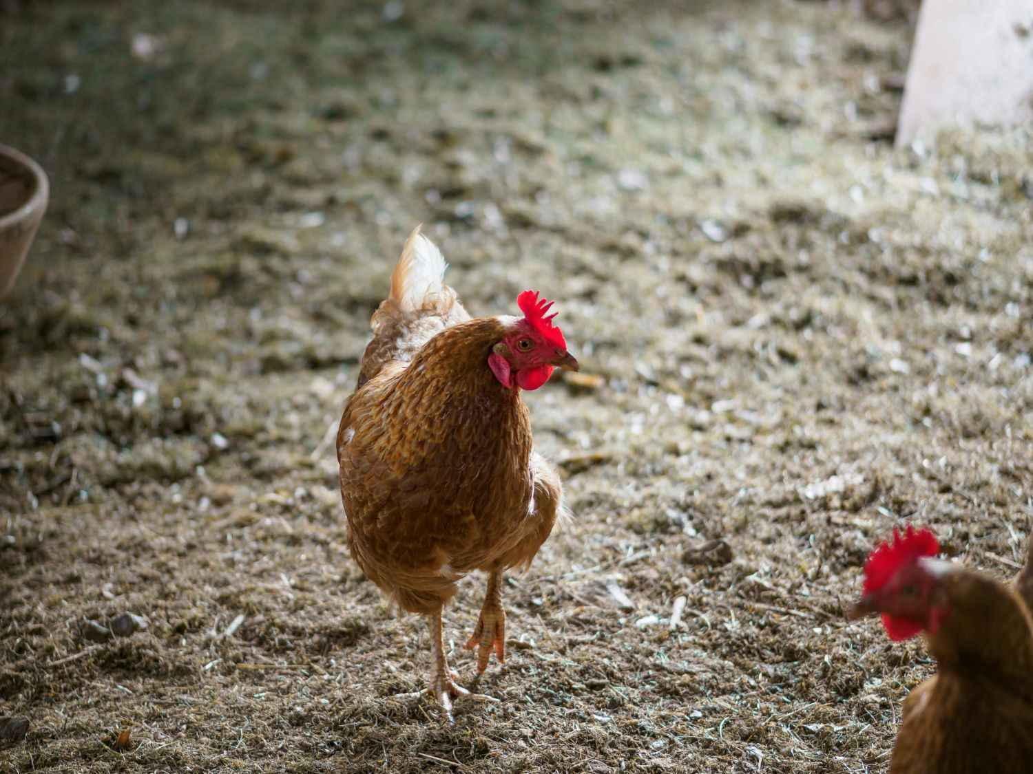 A chicken walking on dirt chicken coop flooring