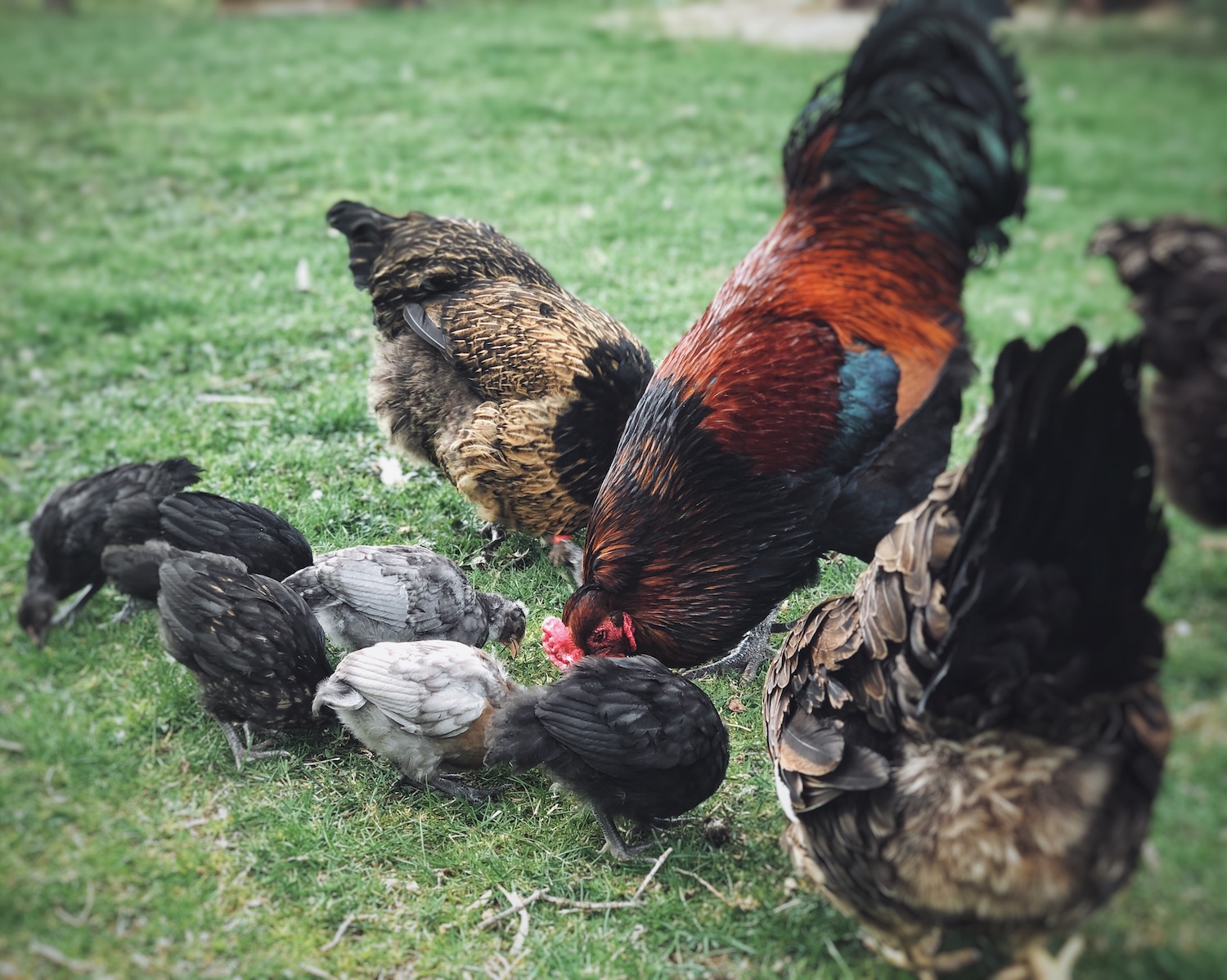 An adult hen and rooster free ranging alongside some teenager chicks