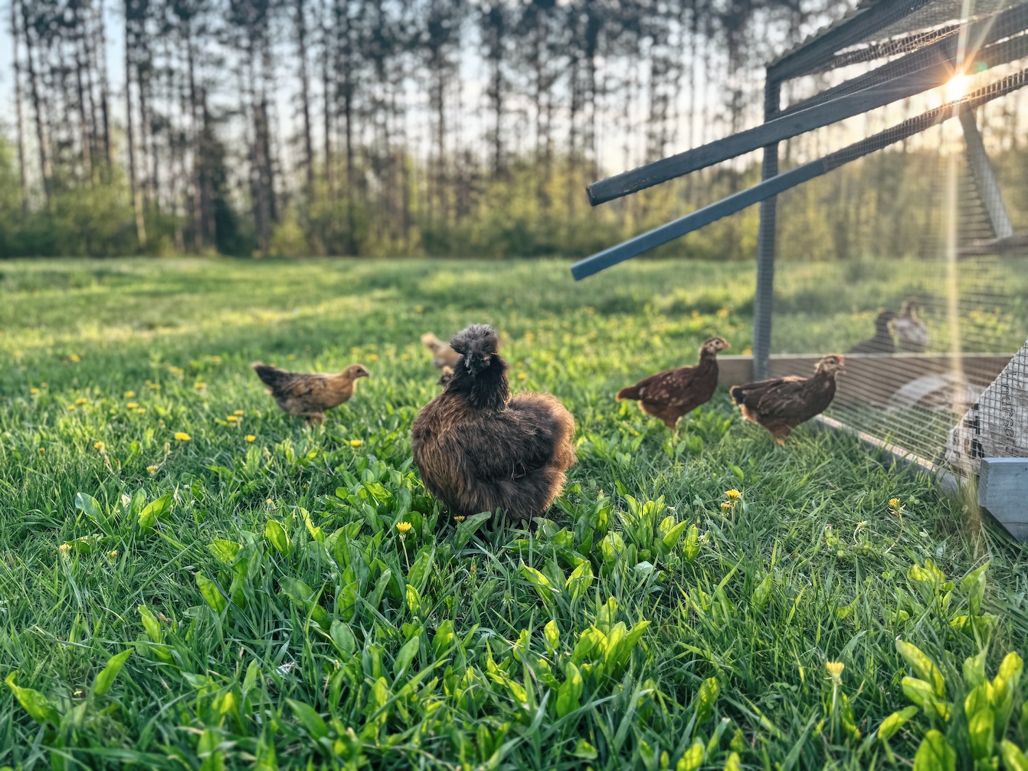 Mama hen with her chicks are out free ranging outside of a chicken tractor