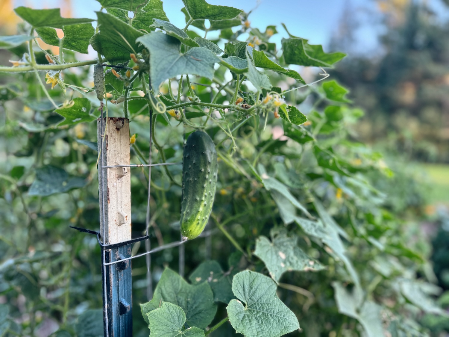 Healthy cucumber vines climbing up a trellis with a cucumber ready to be picked poking out
