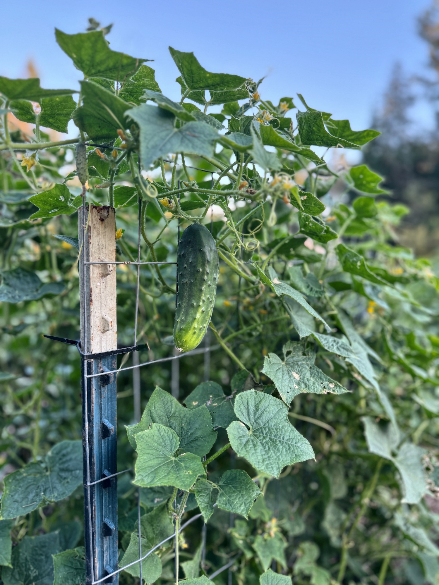 Healthy cucumber vines climbing up a trellis with a cucumber ready to be picked poking out