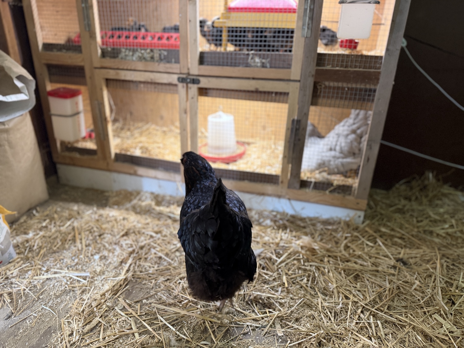 A built-in brooder with chicks and a broody hen inside. An adult hen is walking up to it.
