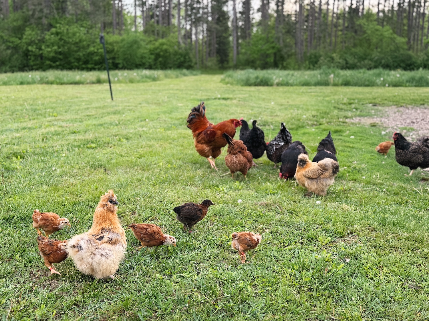 Teenage chicks out foraging with an adult flock