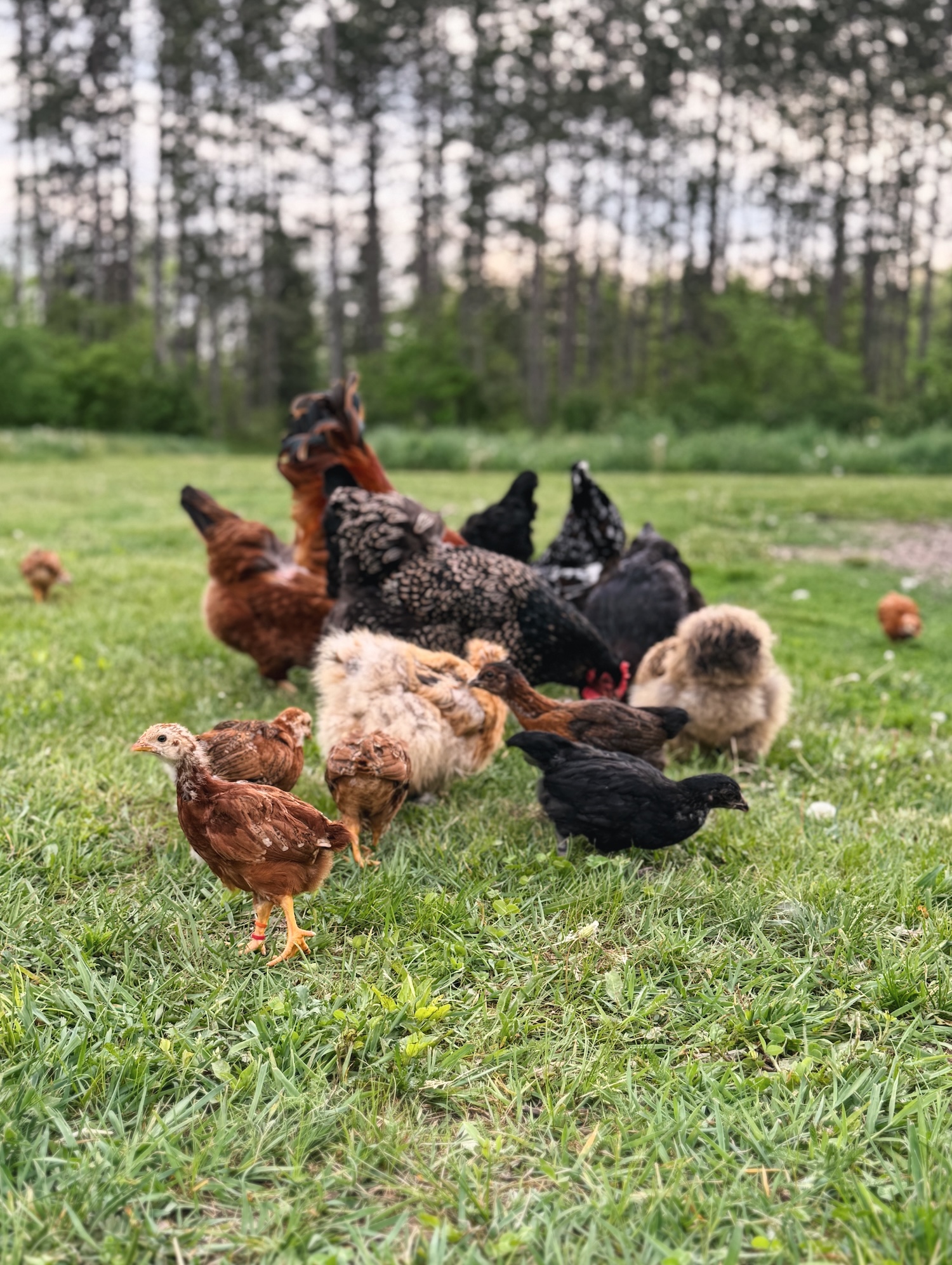 Teenager chicks out foraging with an adult flock