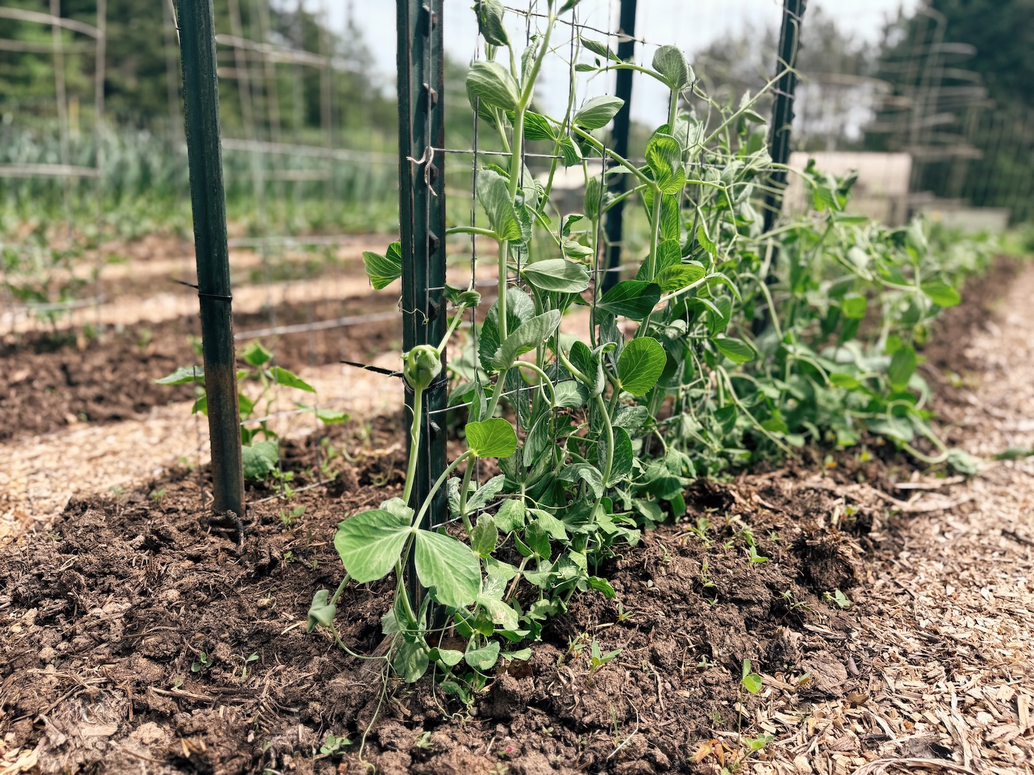 Peas growing up a trellis next to cucumbers