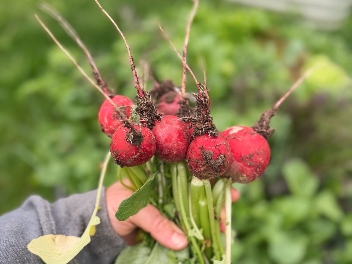 Holding 6 freshly picked radishes in front of a garden bed