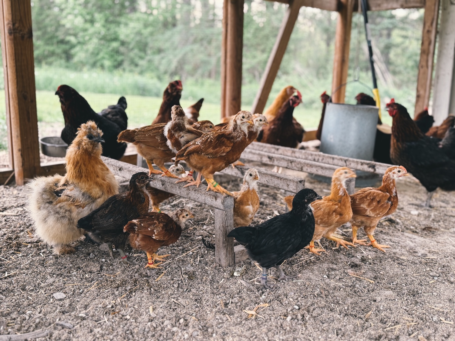 Twelve teenage chicks in the run with an adult flock