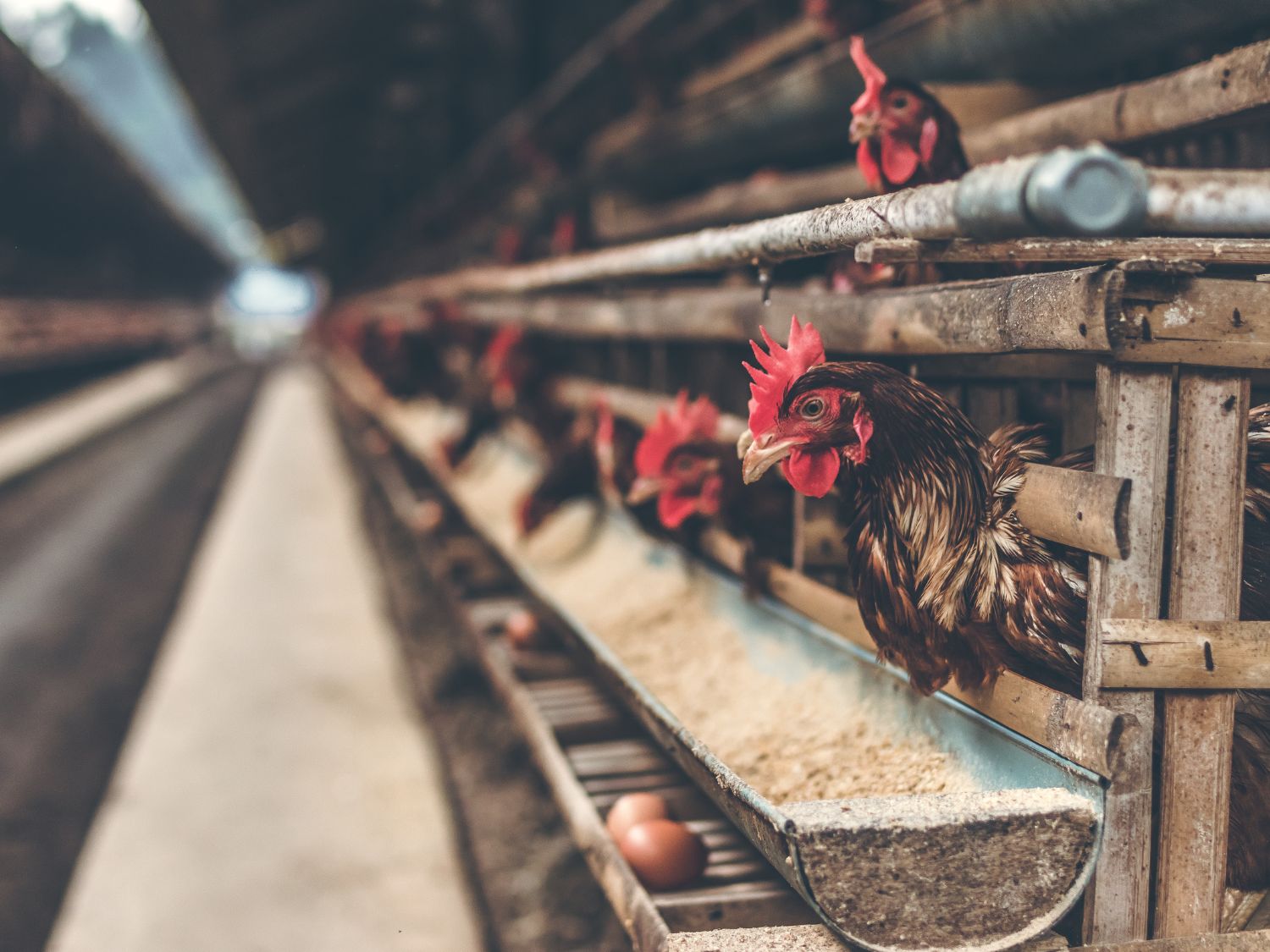 A line of egg laying hens inside a commercial egg laying building
